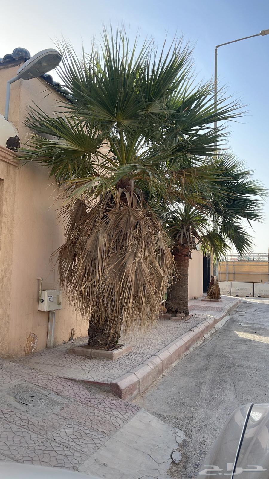 نخل واشنطي للبيع مقاسات مختلفه64356325305217114