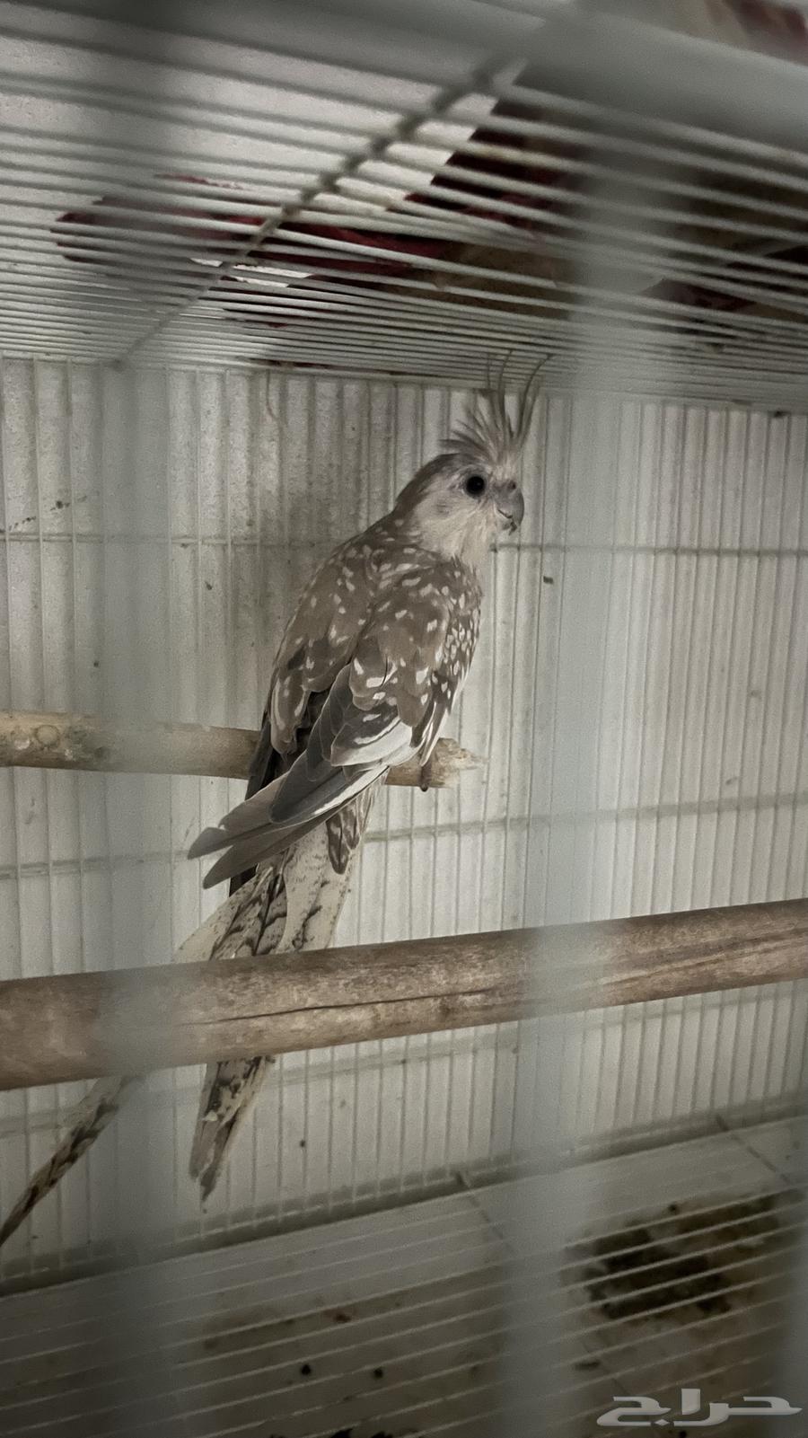 Pair of Canary Mutations64361282865666112