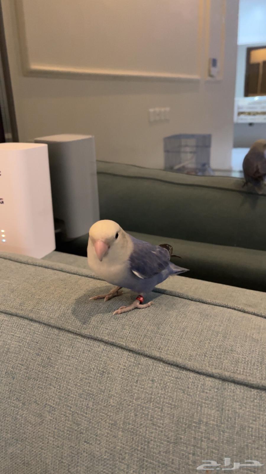 طير روز للبيع64360290668417110