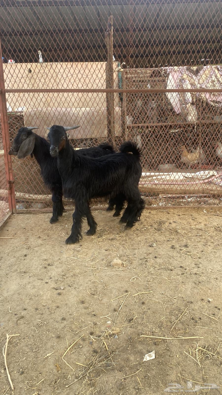 Tios Najran64361151088513113