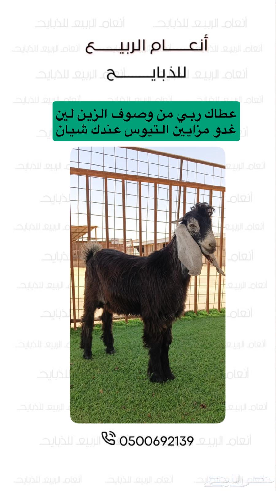 تيوس عدد 6 للبيع64352275386115110