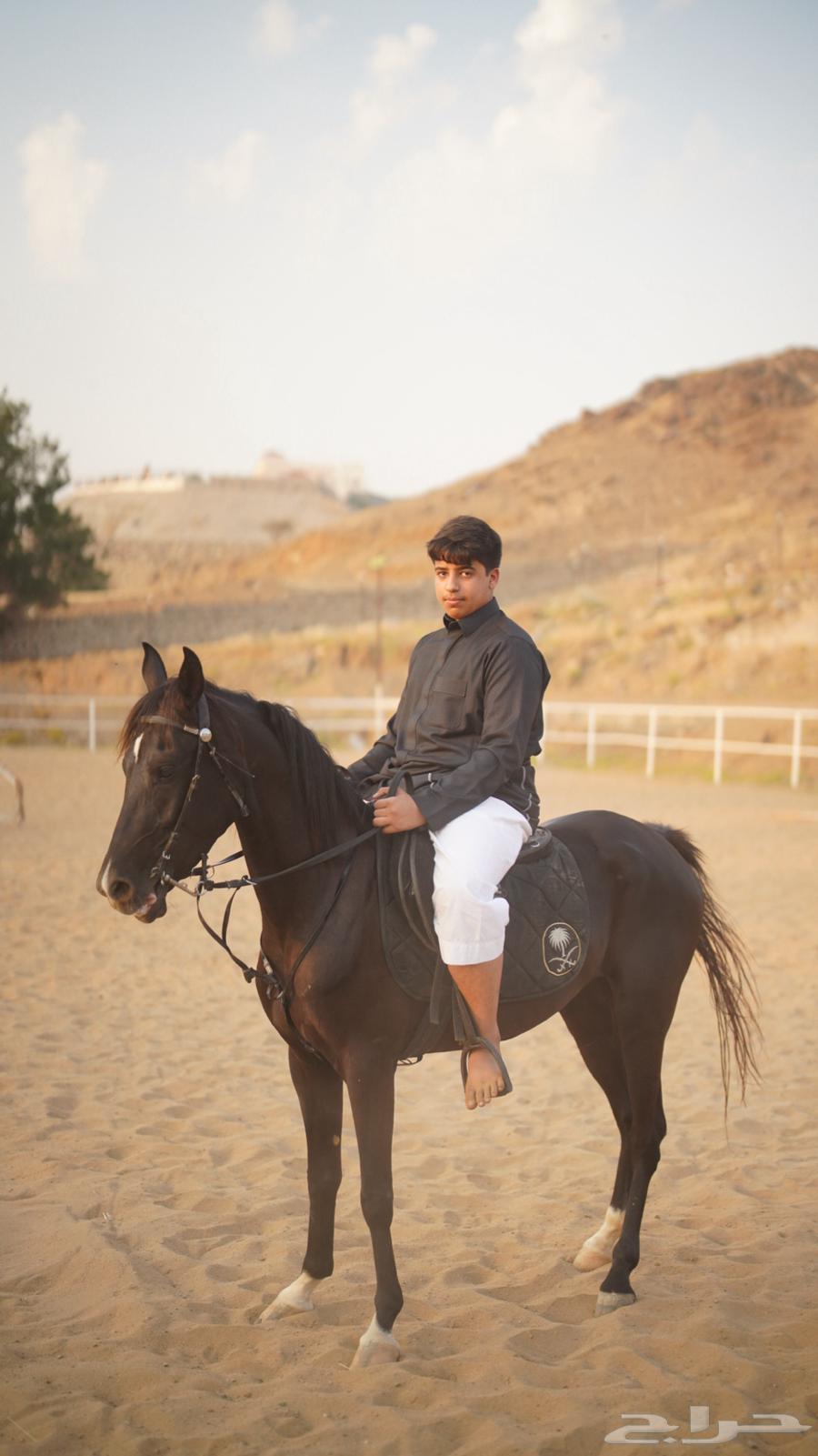 فرس دهماء للبيع64355464822403110