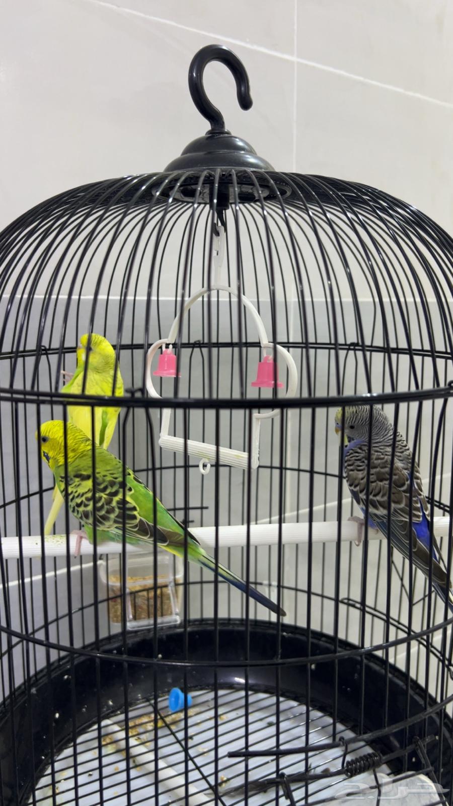 طيور الحب64358843098499111