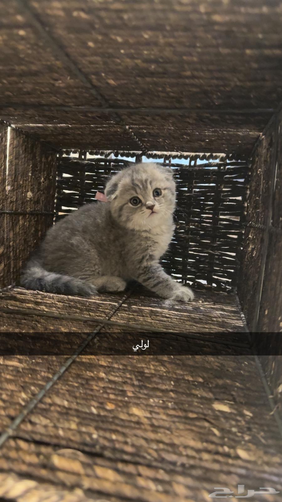 Gray Scottish Fold Kittens, 500 SAR, 40 Days Old64361356228609112