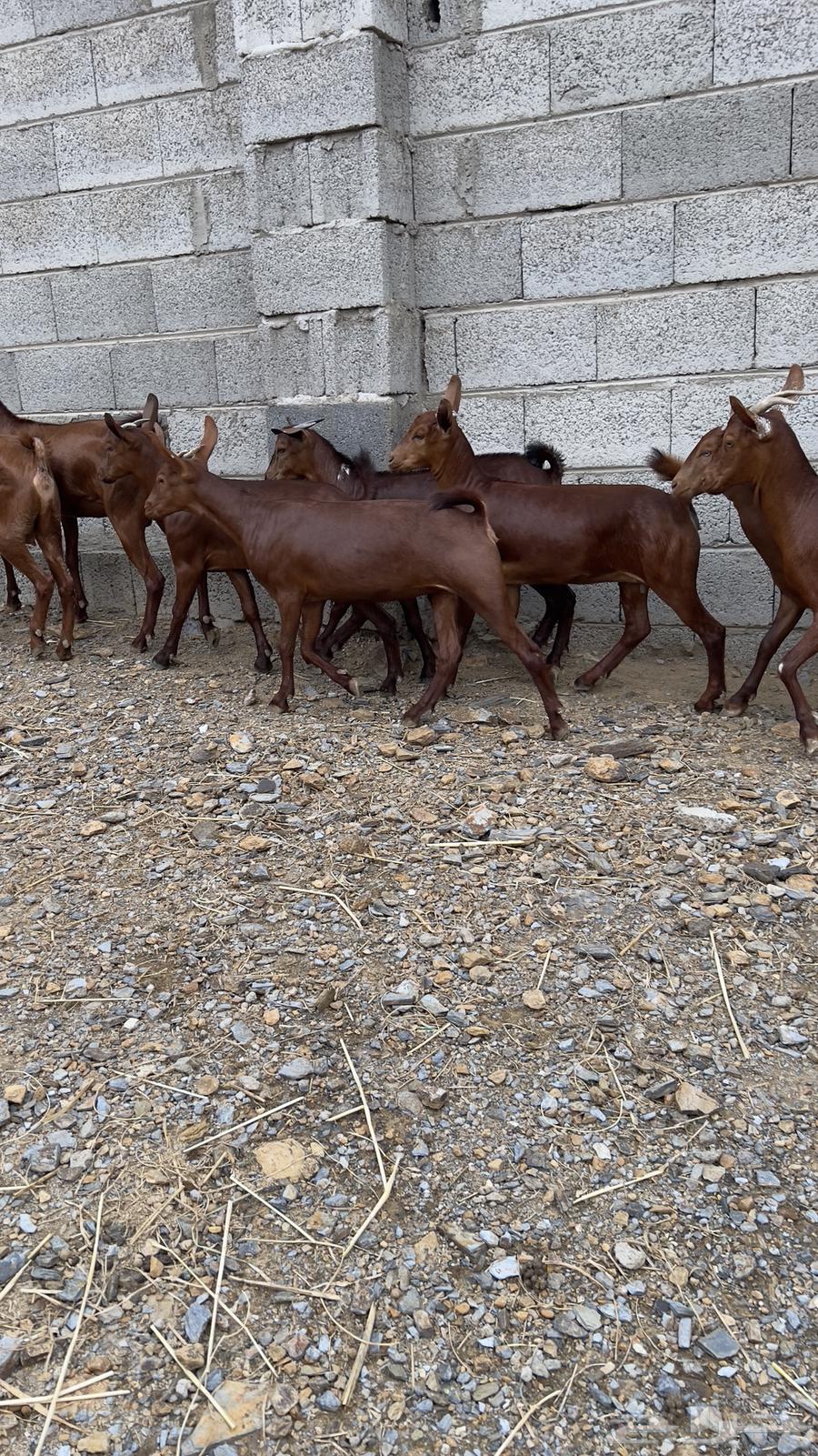 معزا دهم جذعات وثنايا ( تم البيع )64360083451265113