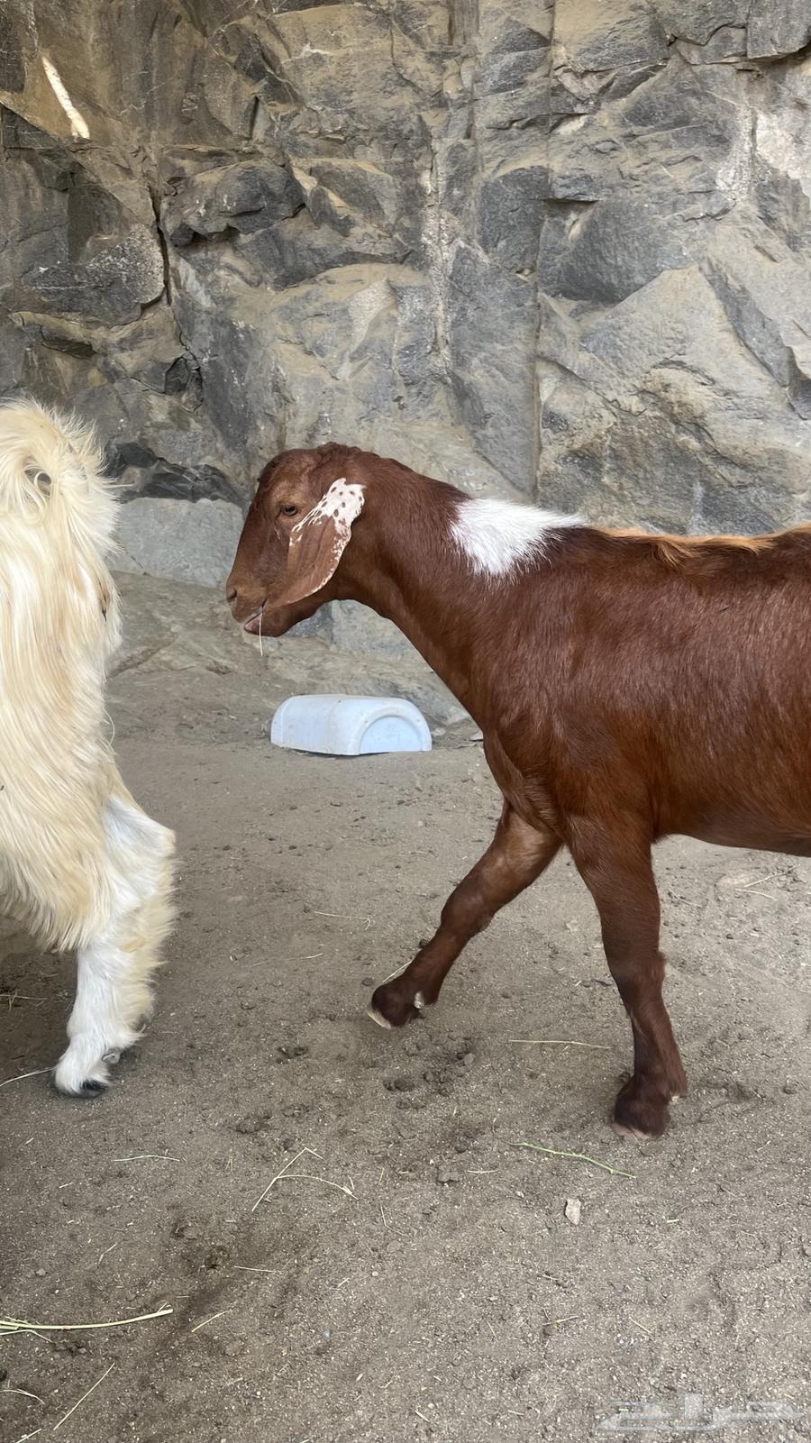 تيس اجم للبيع64351108802945113