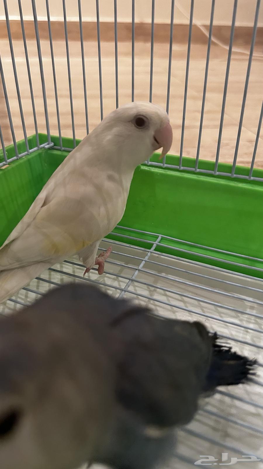 Tayr Roz Jwz64358066666755110