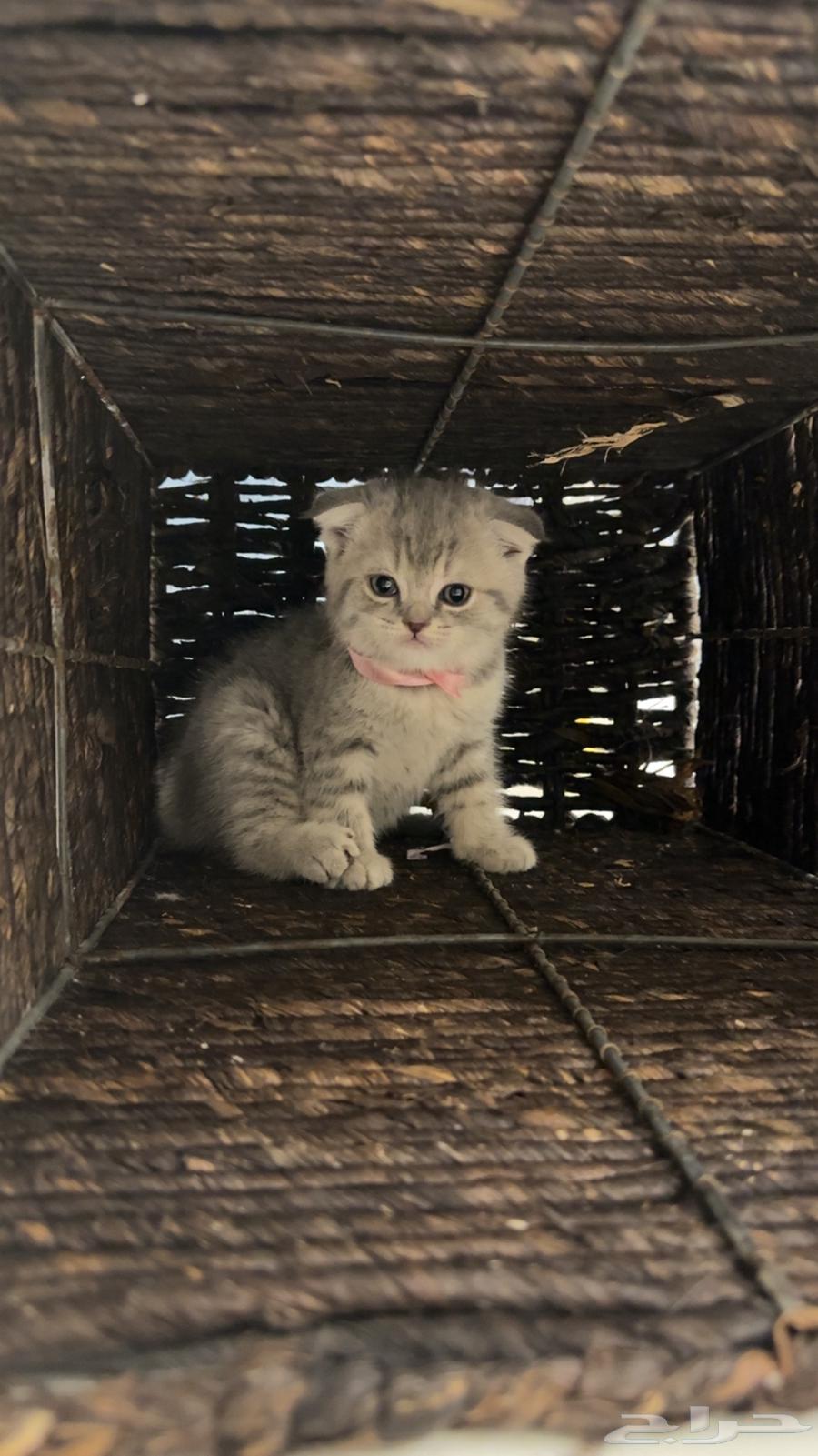 Gray Scottish Fold Kittens, 500 SAR, 40 Days Old64361356228609110