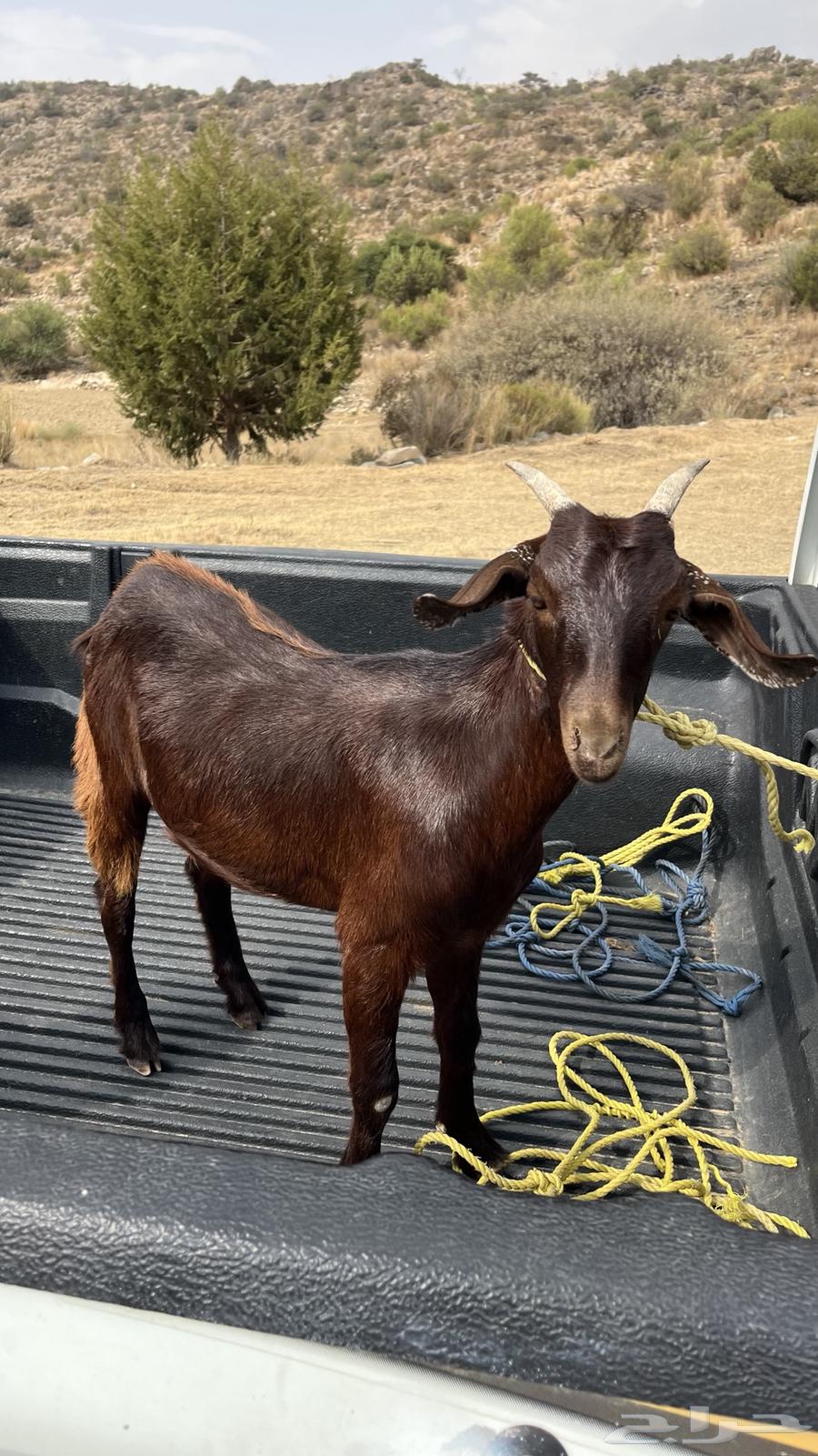 Luxurious cuddling64352658537347110