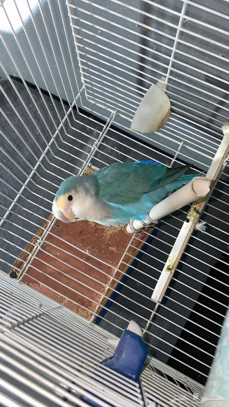 زوج طيور روز منتج64353017117314110