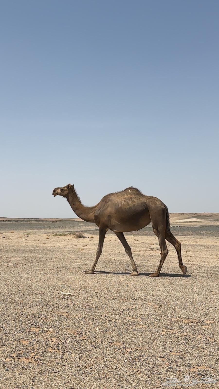 For sale, the camel that has another one in its belly64353497967105110