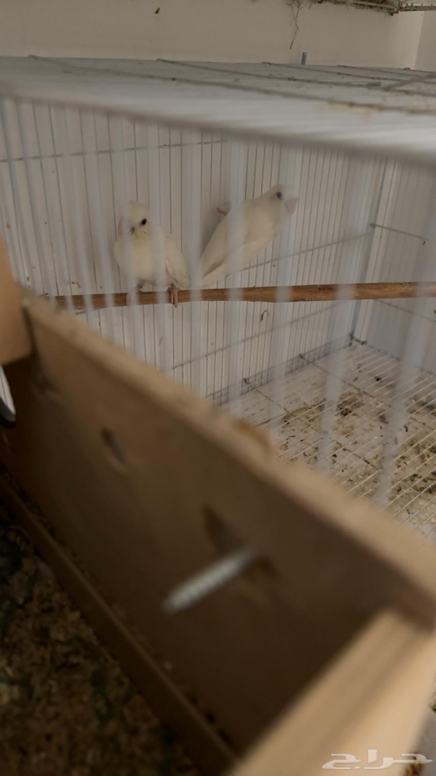 زوج روز بفروخه64358454640641112