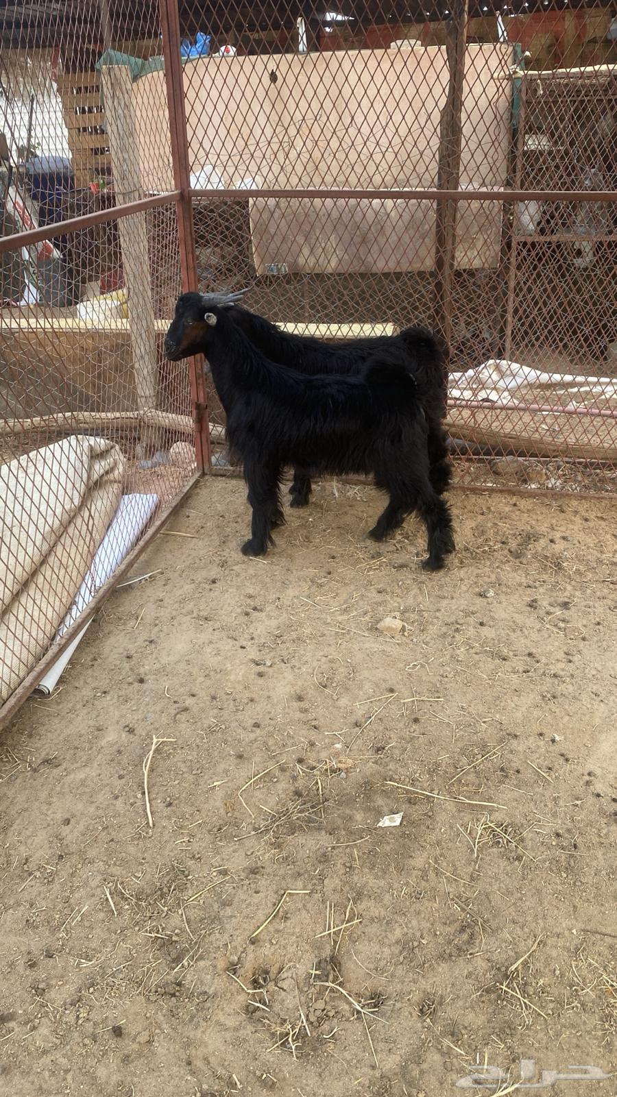 Tios Najran64361151088513110