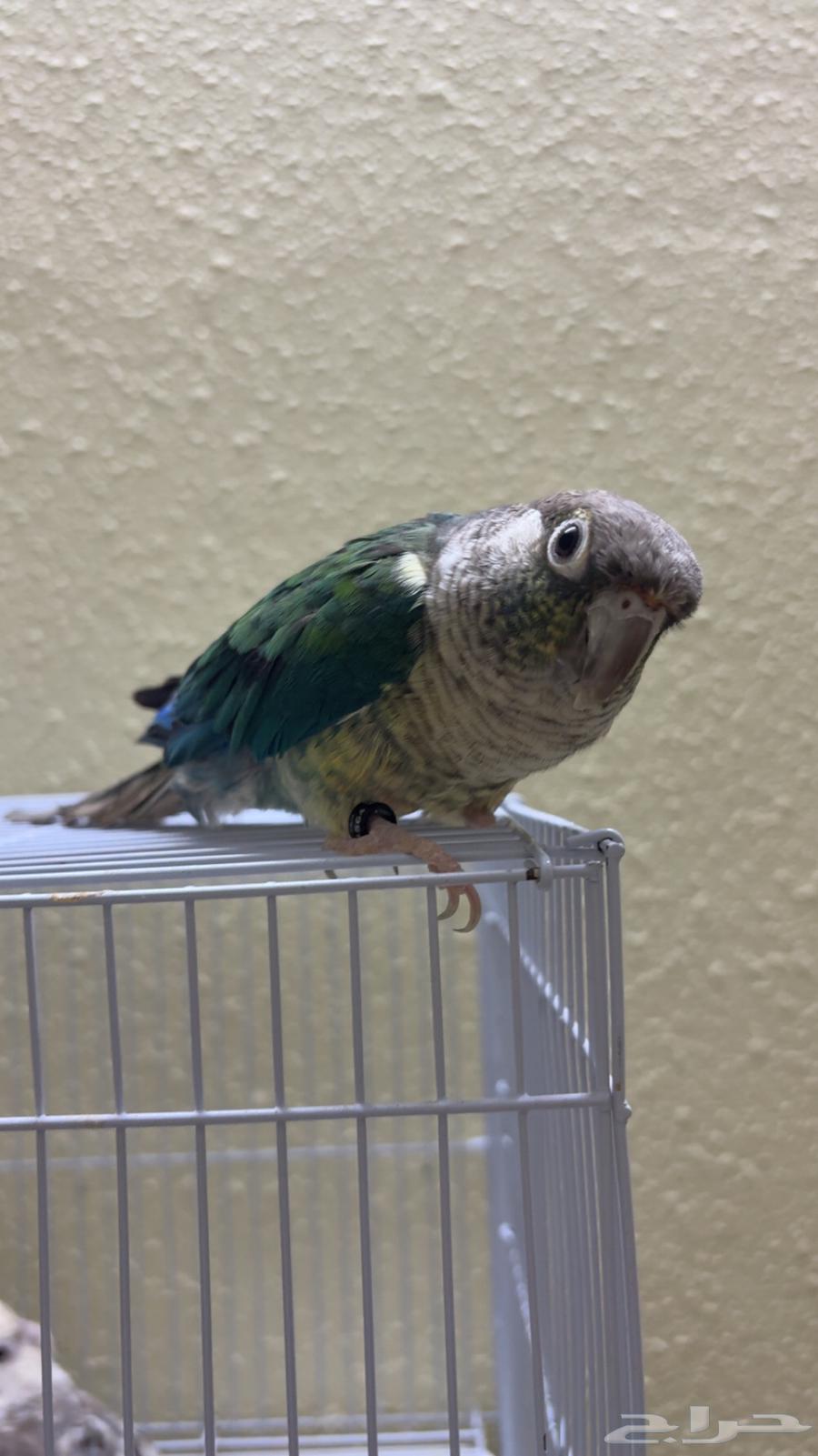 كنيور تركواز متكلم للبيع تم البيع64350458802946110