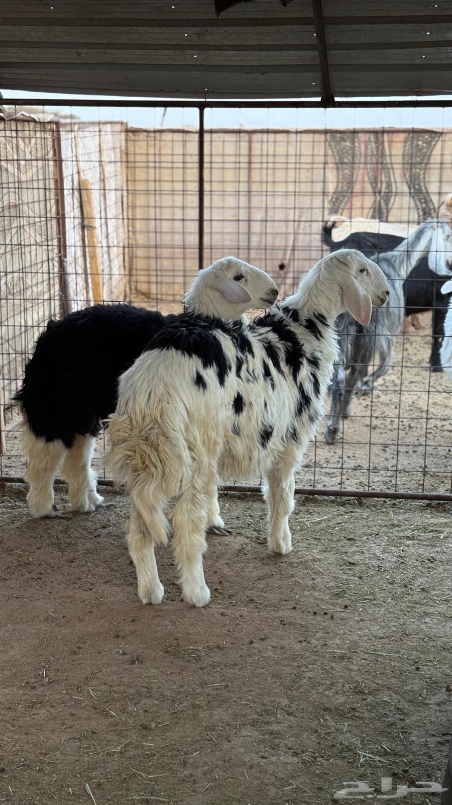 طليان نجد مقفله64360068874627111