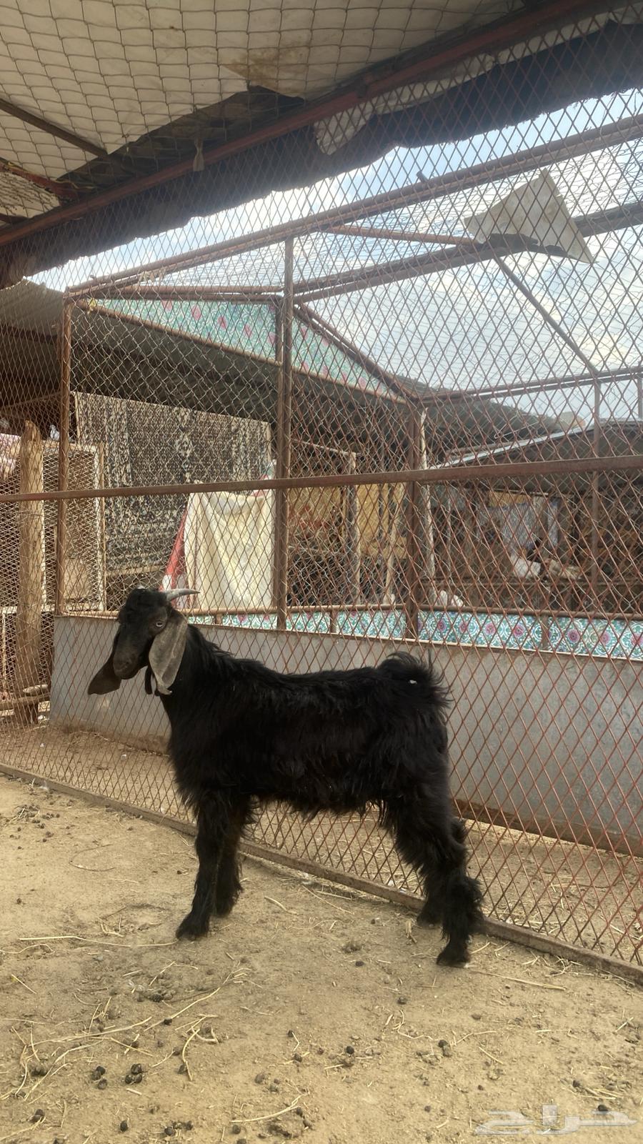 Tios Najran64361151088513112