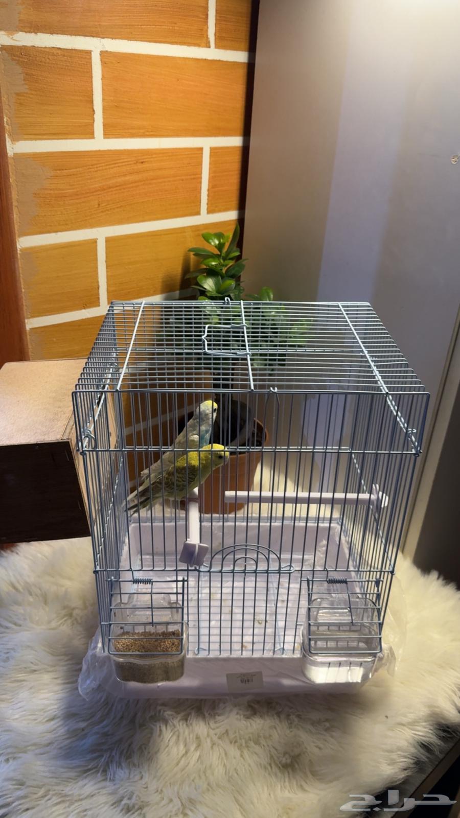 طيور الحب64358699110913113