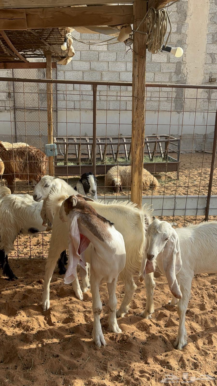 Jifrat Mushariq at 102064351866940034112