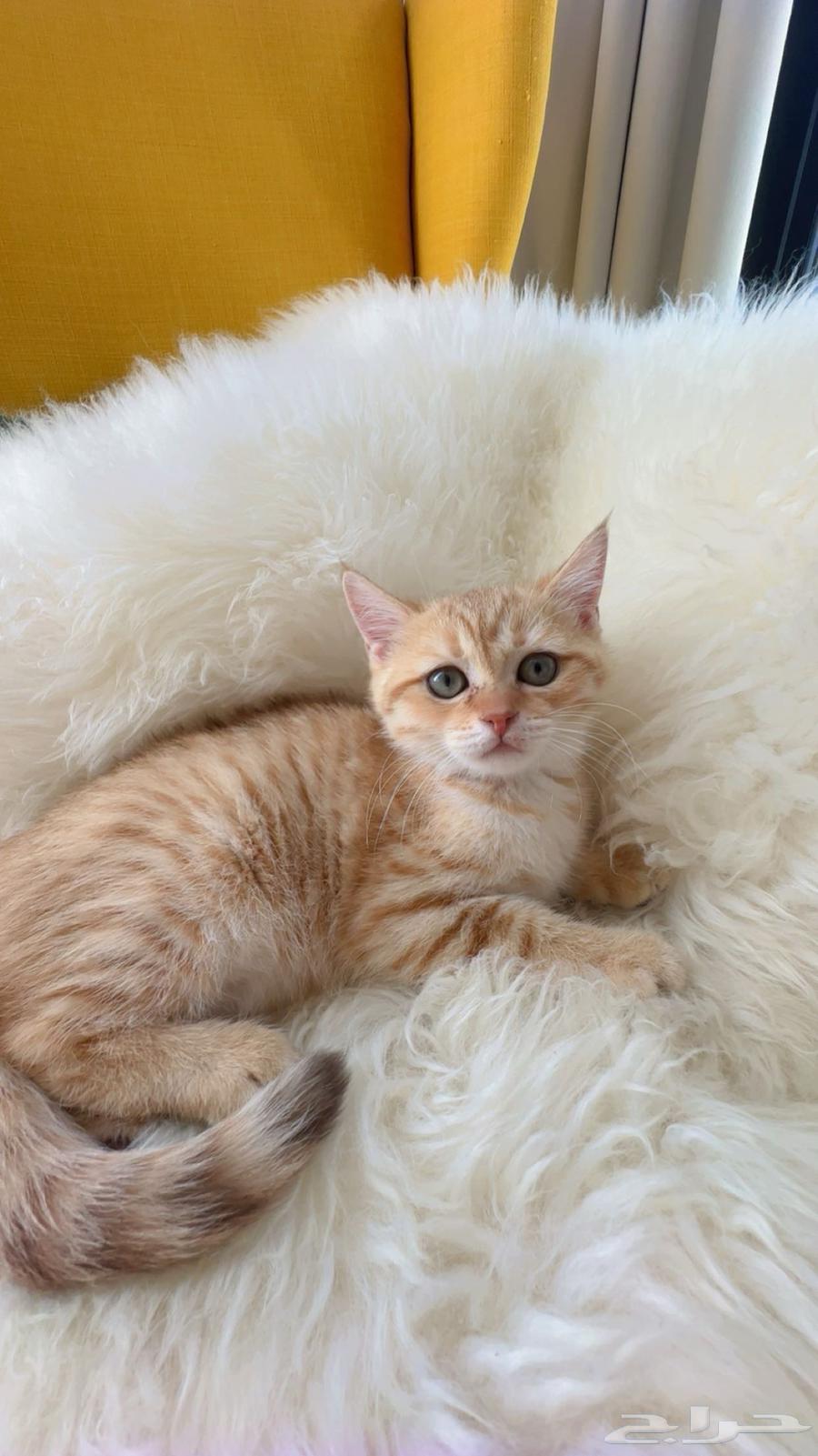 Scottish Fold and Street Kittens - Riyadh64355304256897113