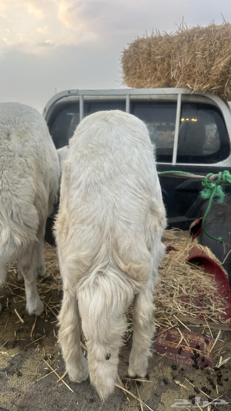 طلي للبيع64358322929410111