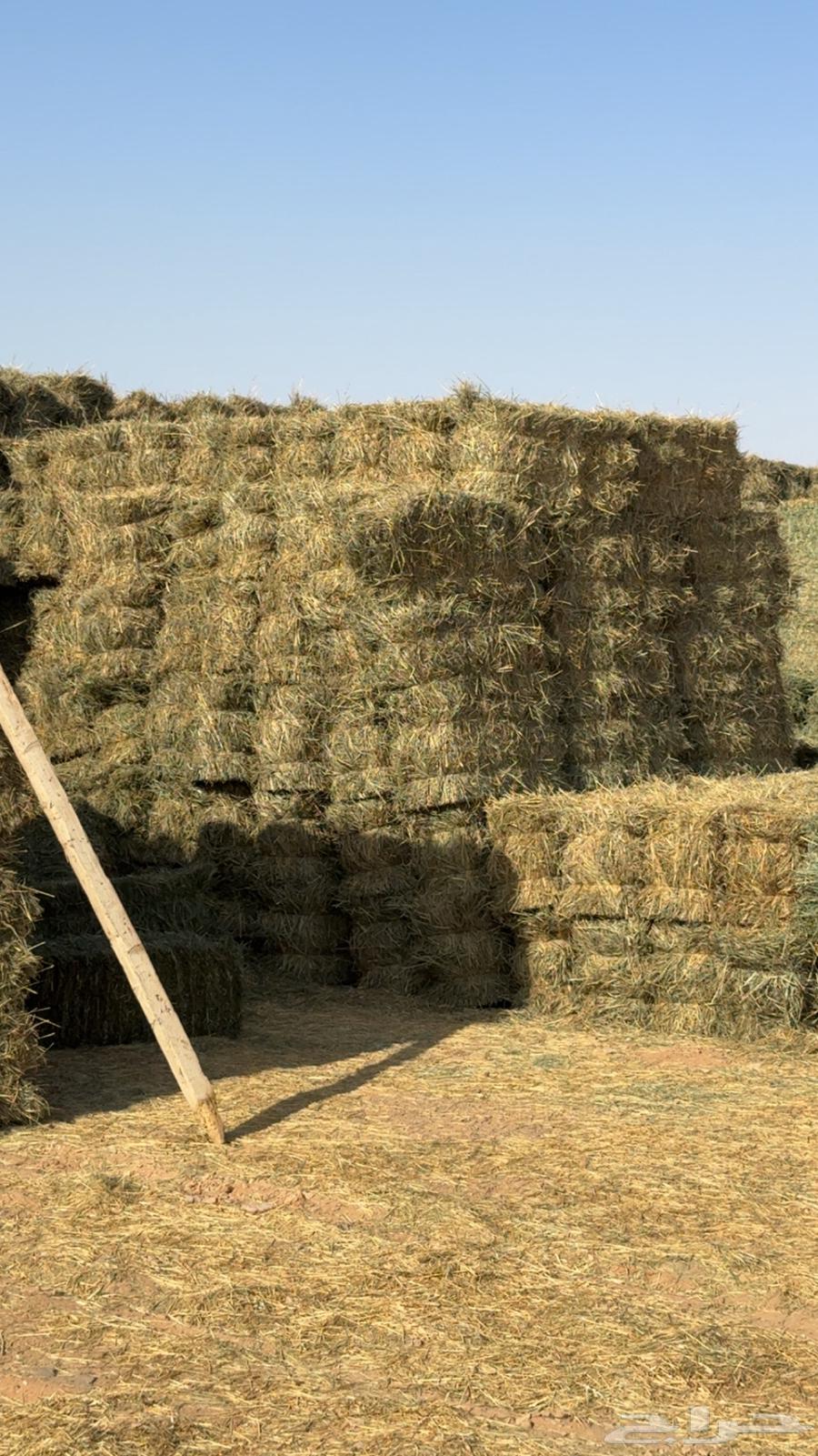 بلوبنك اعلاف مواشي64353423431809112