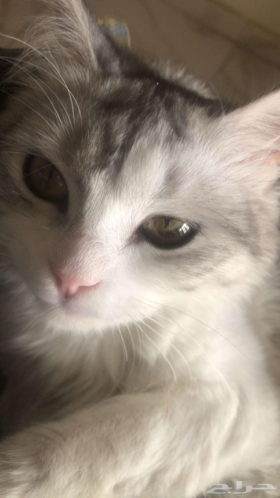 قطوه شيرازي نوع نادر64358914646145112