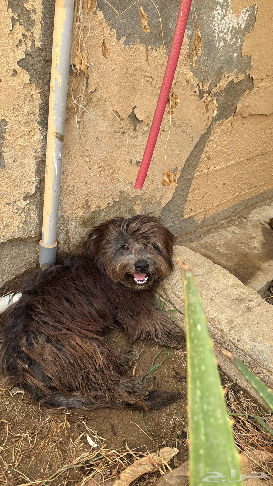 كلب للبيع مالتيز64352565750147110