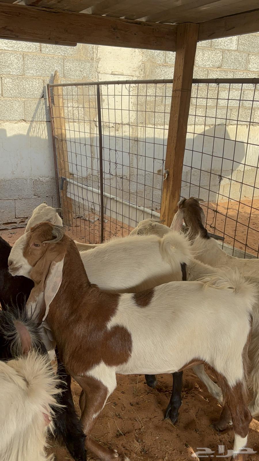 Jifrat Mushariq at 102064351866940034110