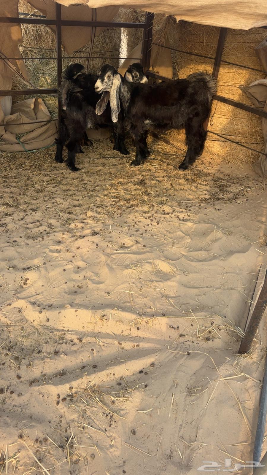 For sale, 6 goats and 8 sheep suitable for those who want quality64355333323522114