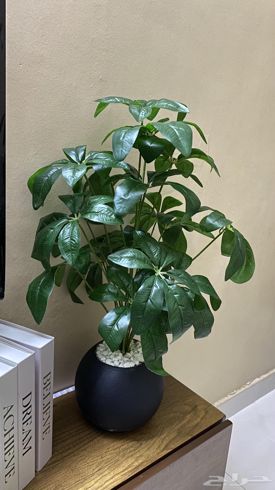 A new small decorative tree64358929068930111