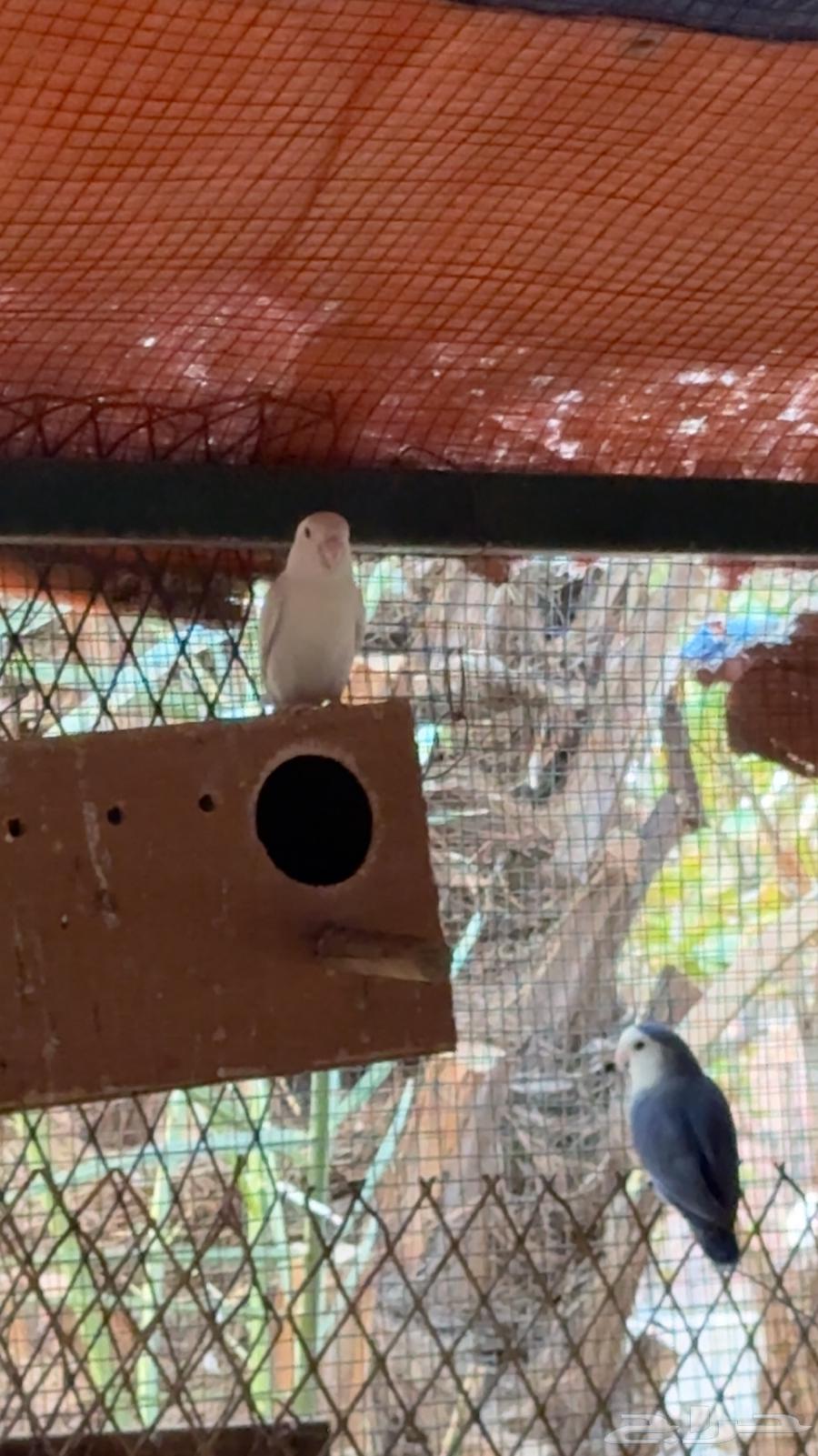 اجواز روز64363159215873112