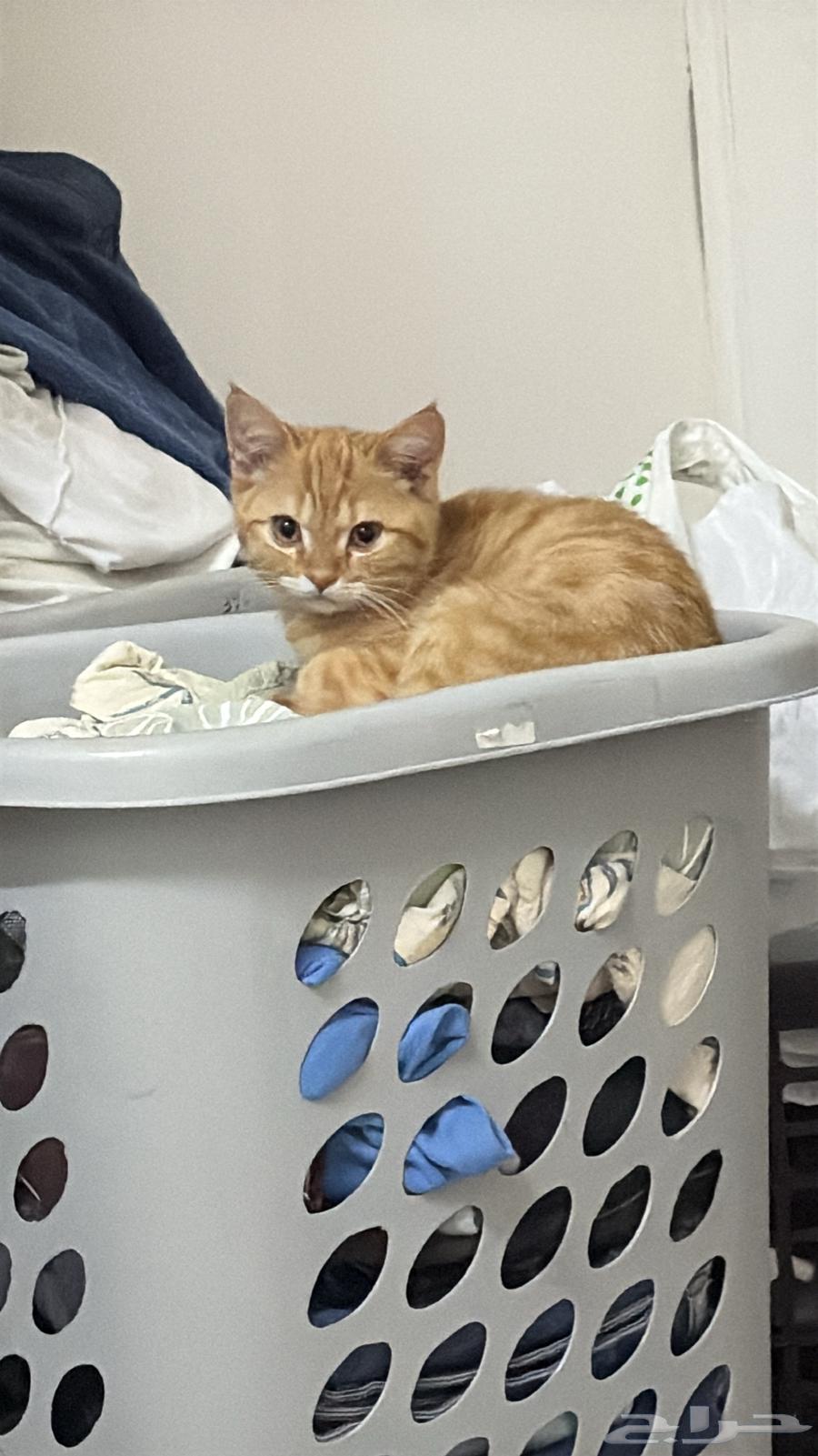 Scotch Straight Kittens for Adoption for a Symbolic Amount64359518126210111