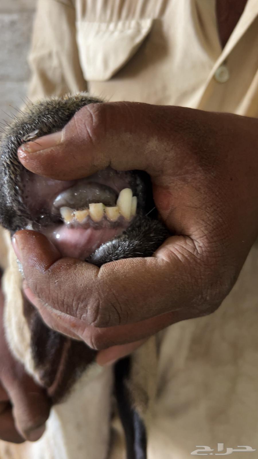 Sheep from Suakin, Lad Tamam Al-Bai3a64356310556417111