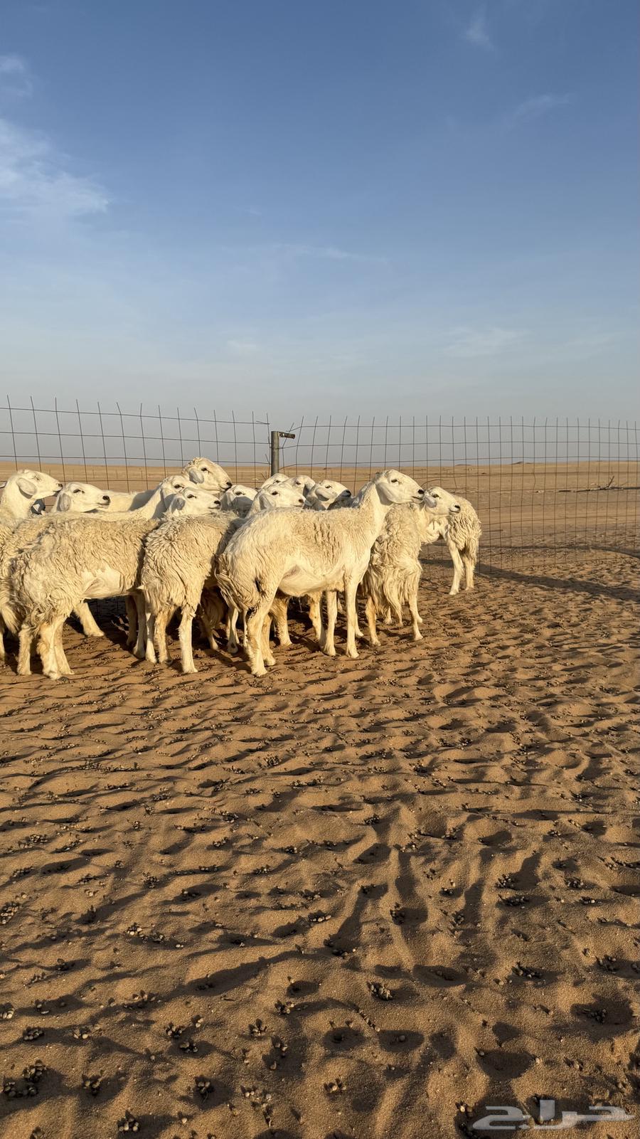 رخال حريات دفيع منوة مدور الصنف64353721499521110