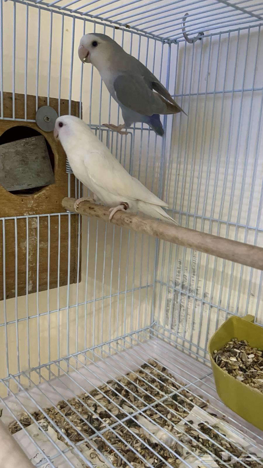 جوز روز64358828873985111