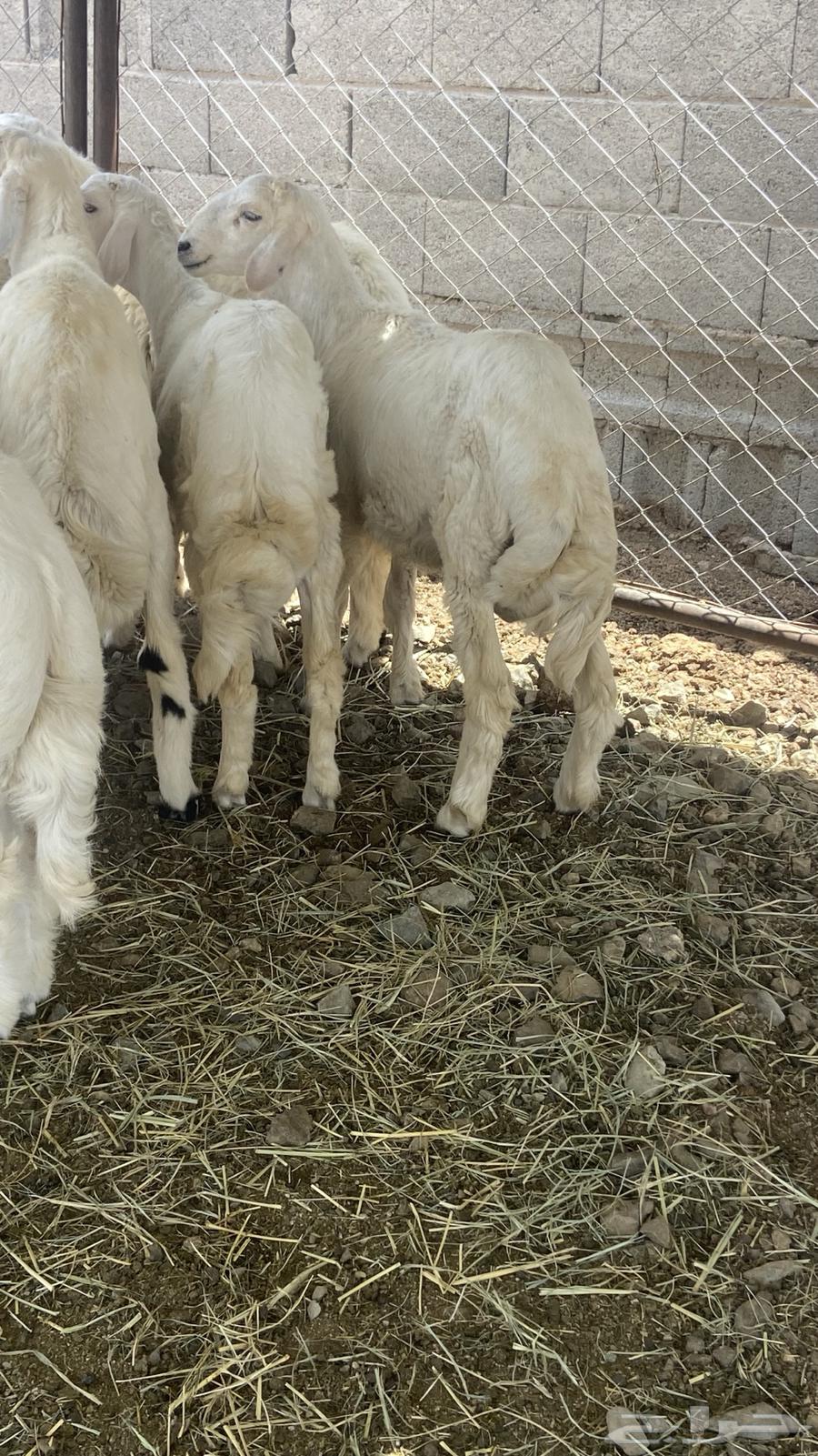 طيان ورخال64354637104643111