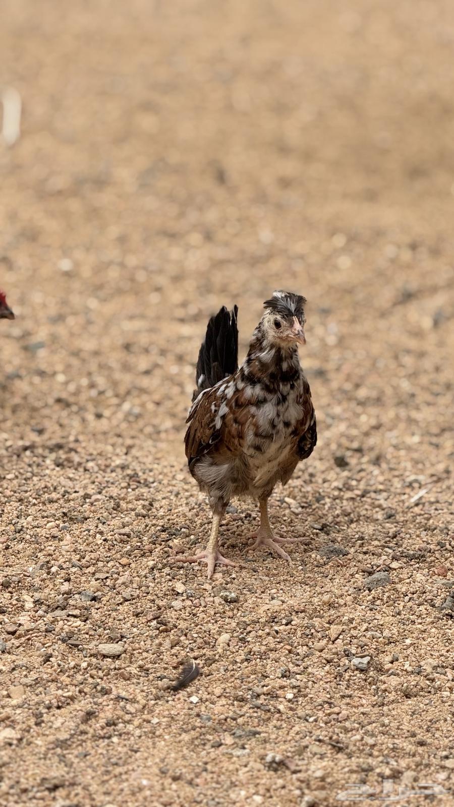 دجاج عربي(تم البيع)64357994882947113