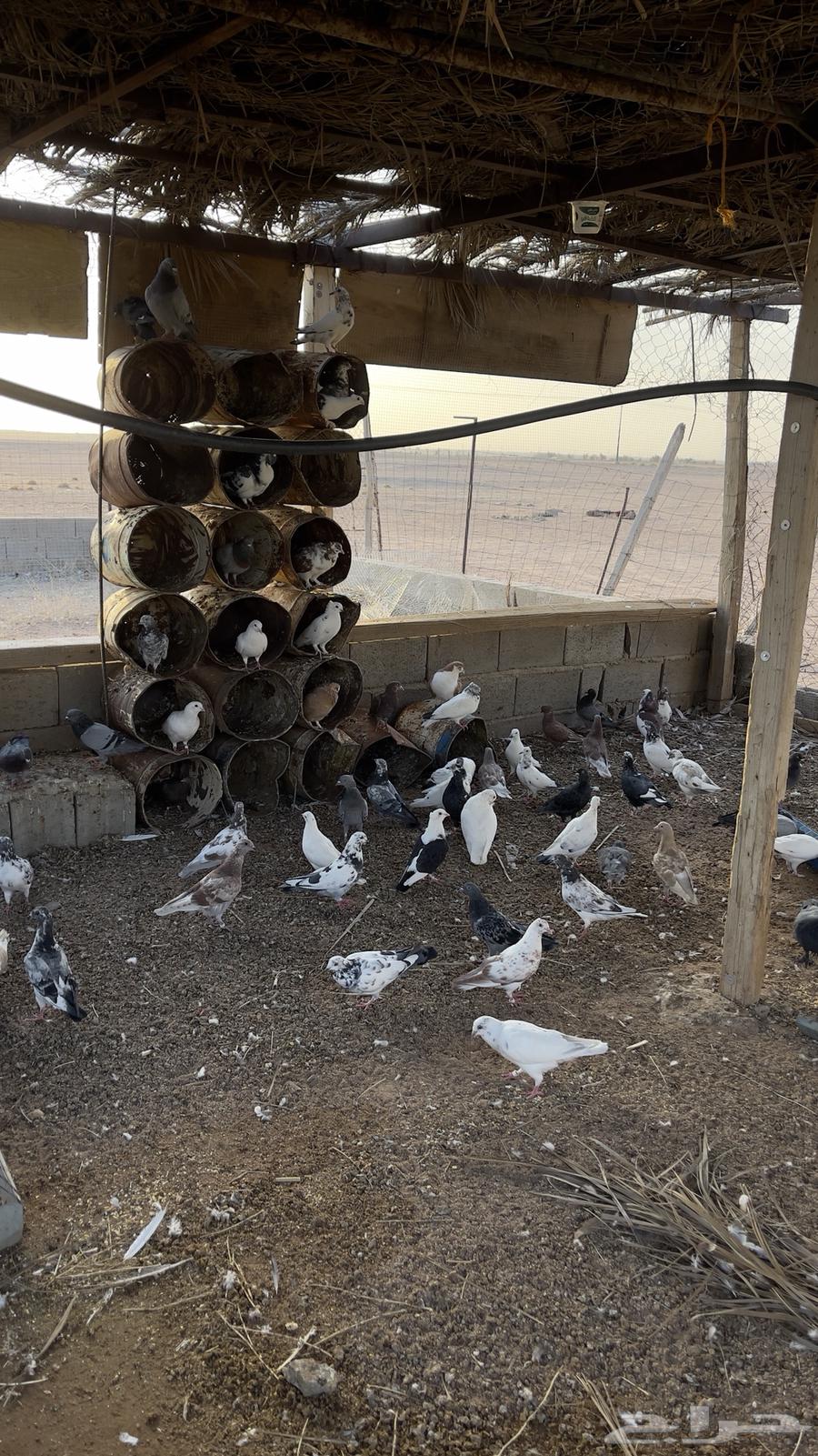 حمام بلدي64351456969601112