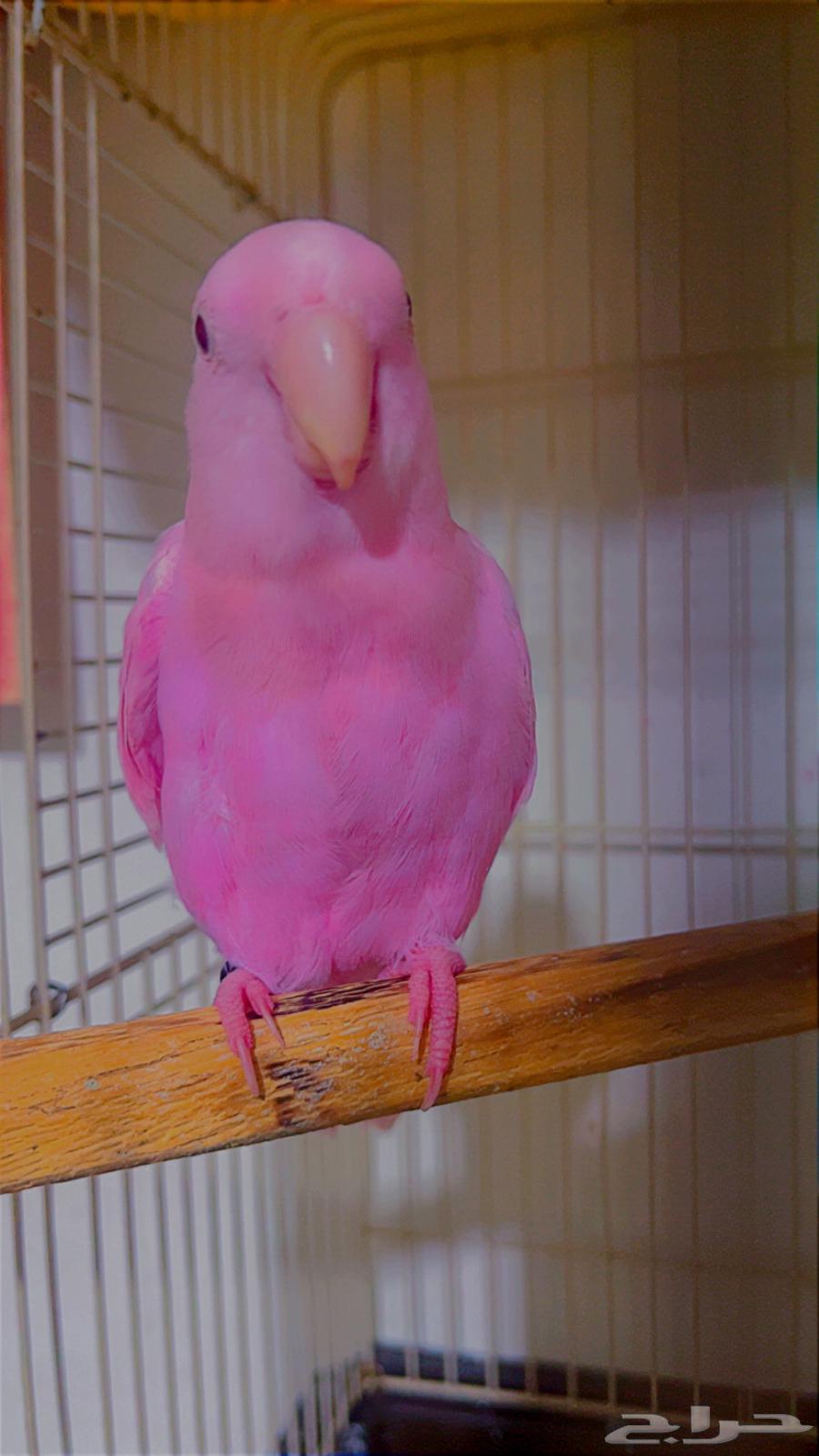 روز وردي أليف((تم البيع ))64356179830401111