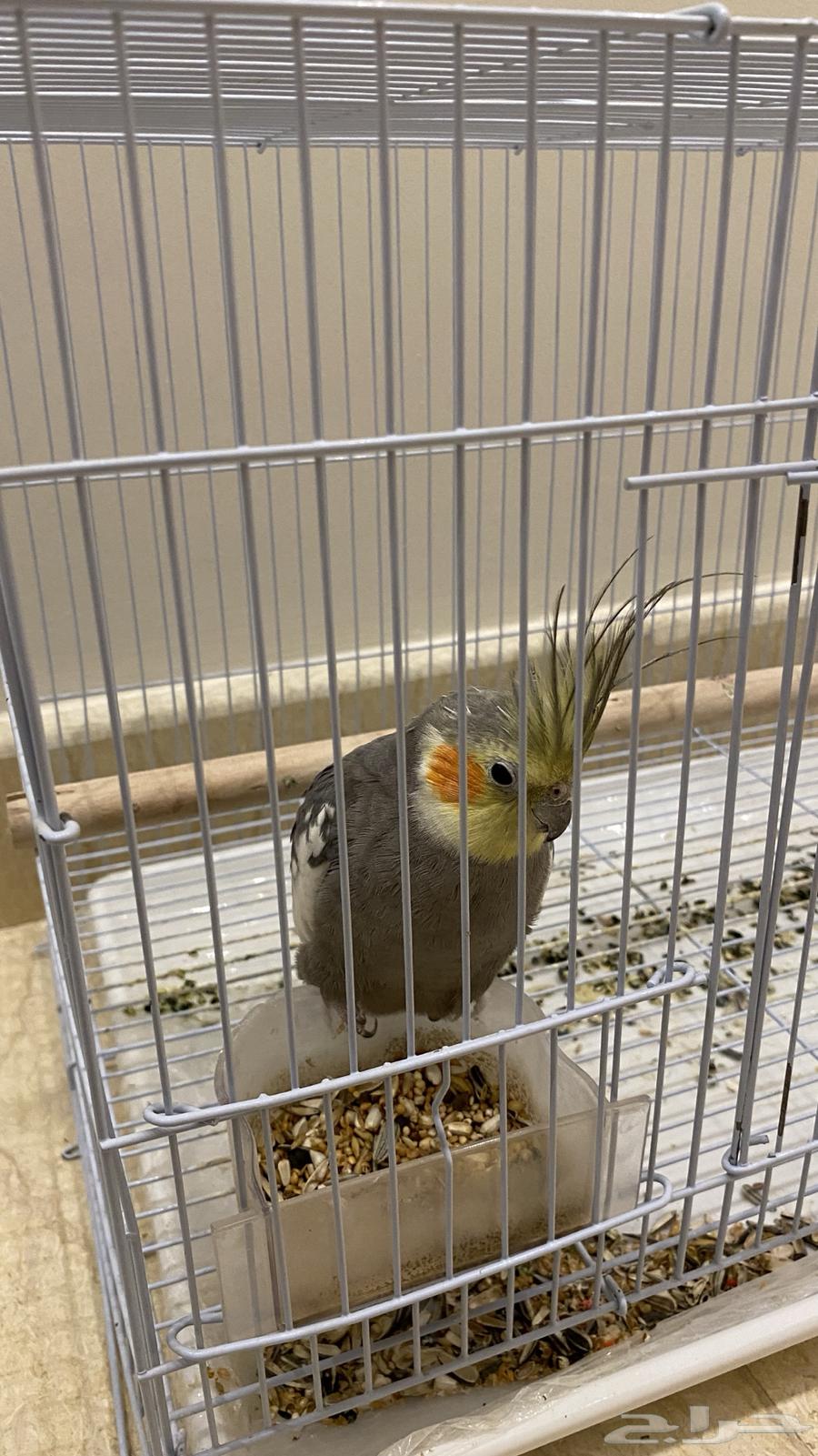 Crowan bird64360783776129110