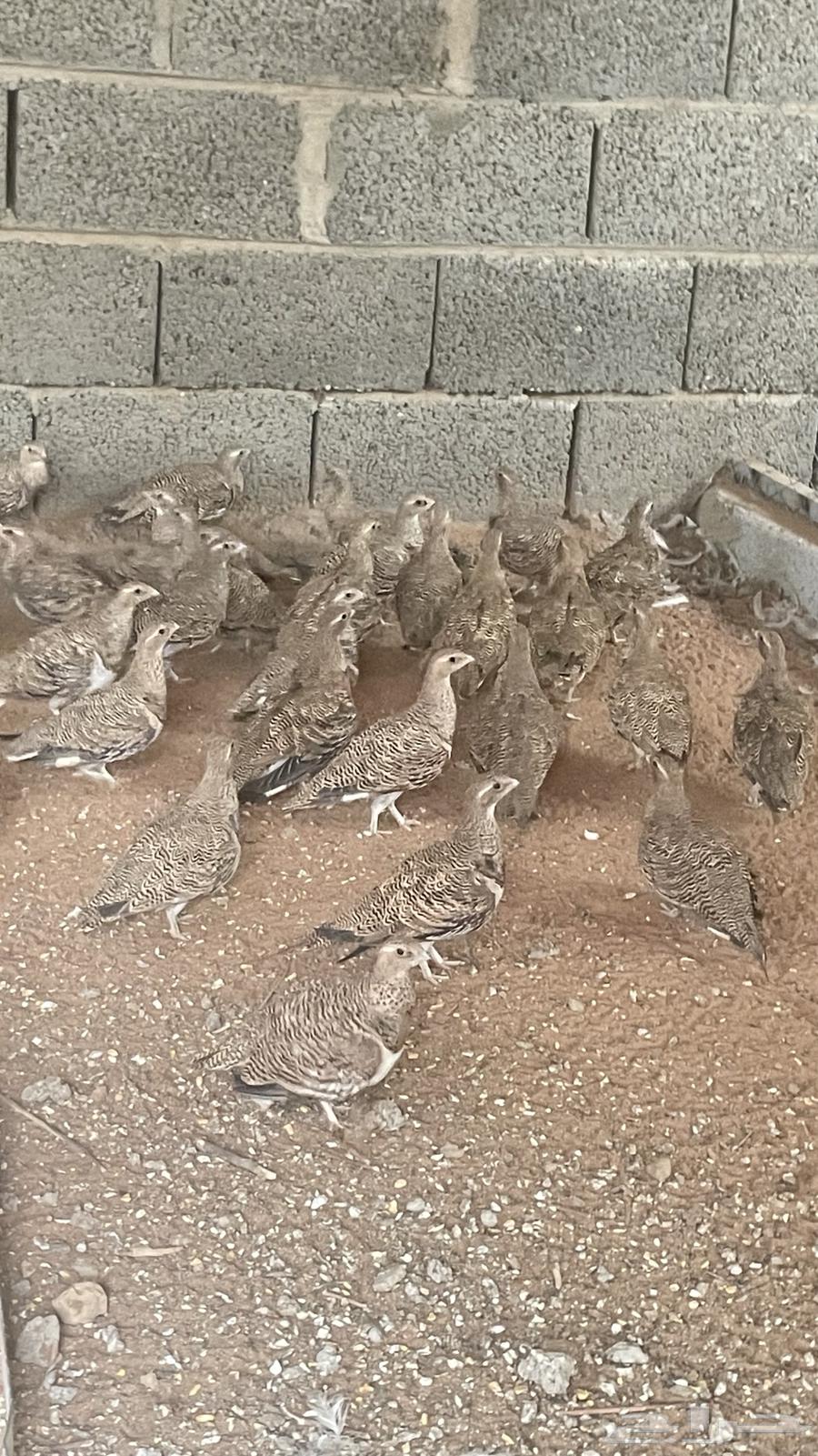 Quta Naghaq64361092049921110