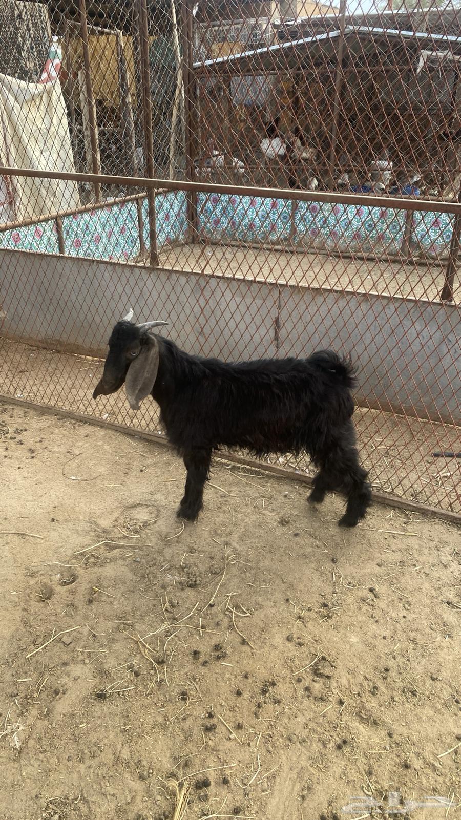 Tios Najran64361151088513111