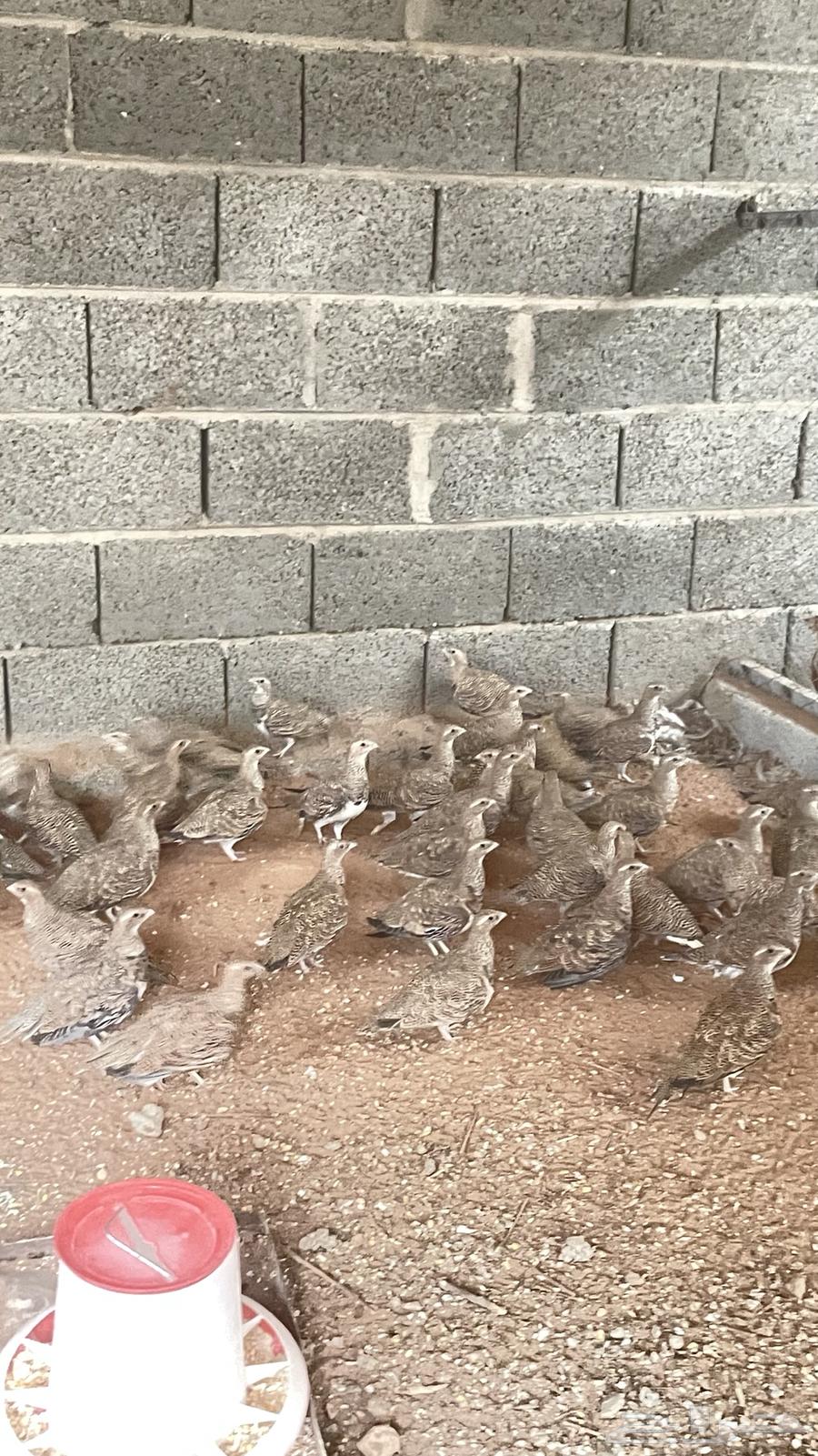 Quta Naghaq64361092049921112