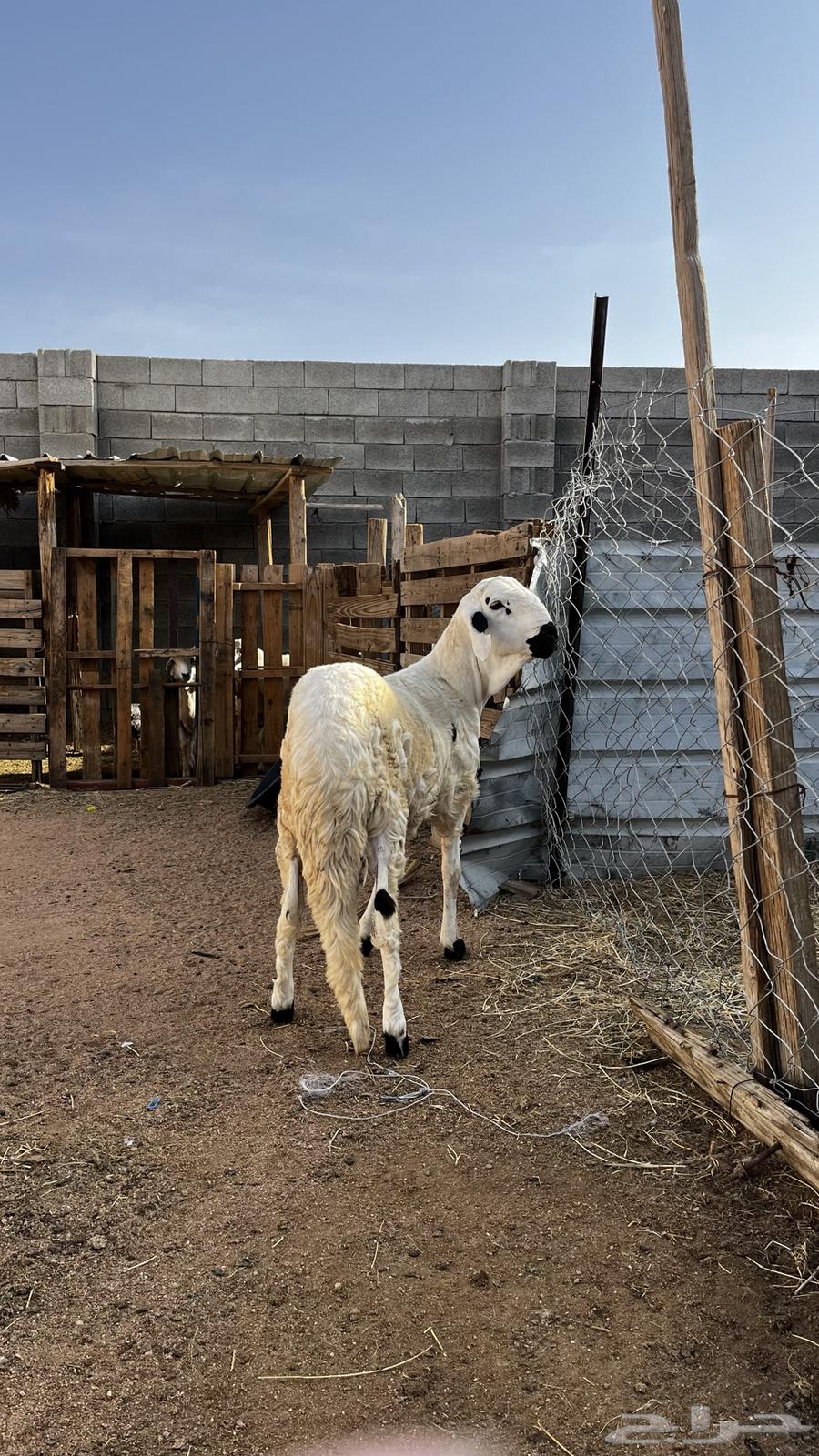 سواكني ابيض64351957003138112