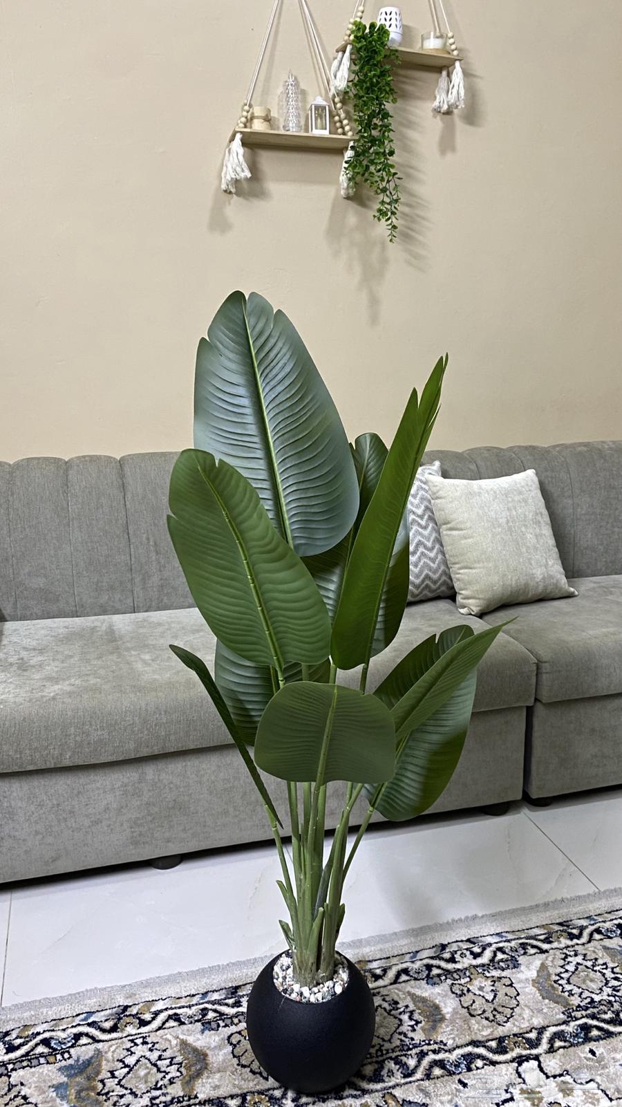 A new banana tree64350130122242112