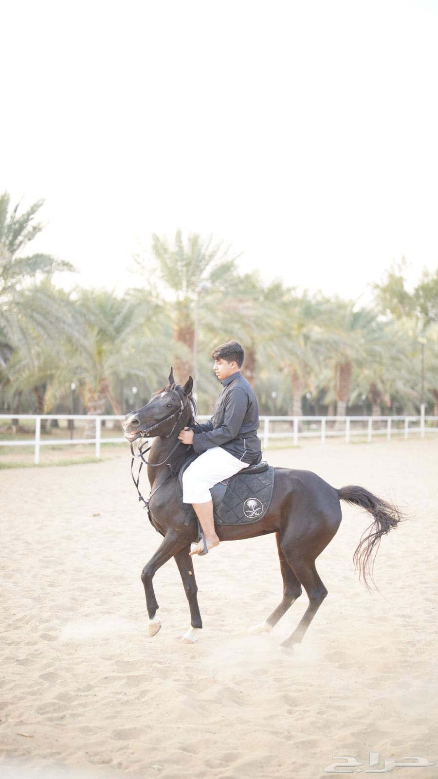 فرس دهماء للبيع64355464822403111