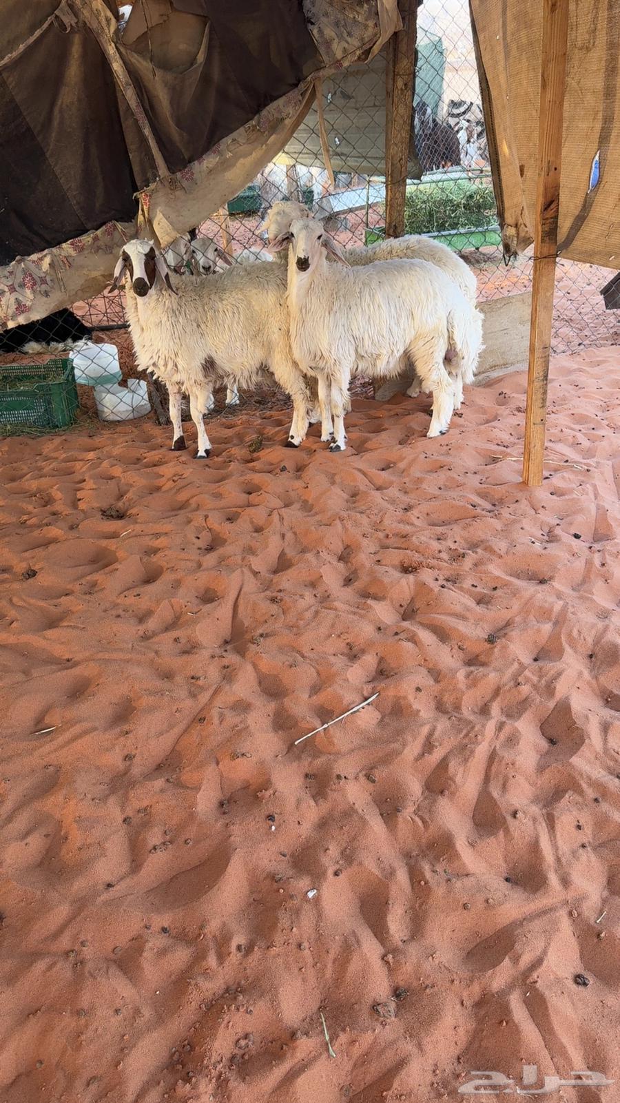 3 طليان نعيم مهجن64357879205762113