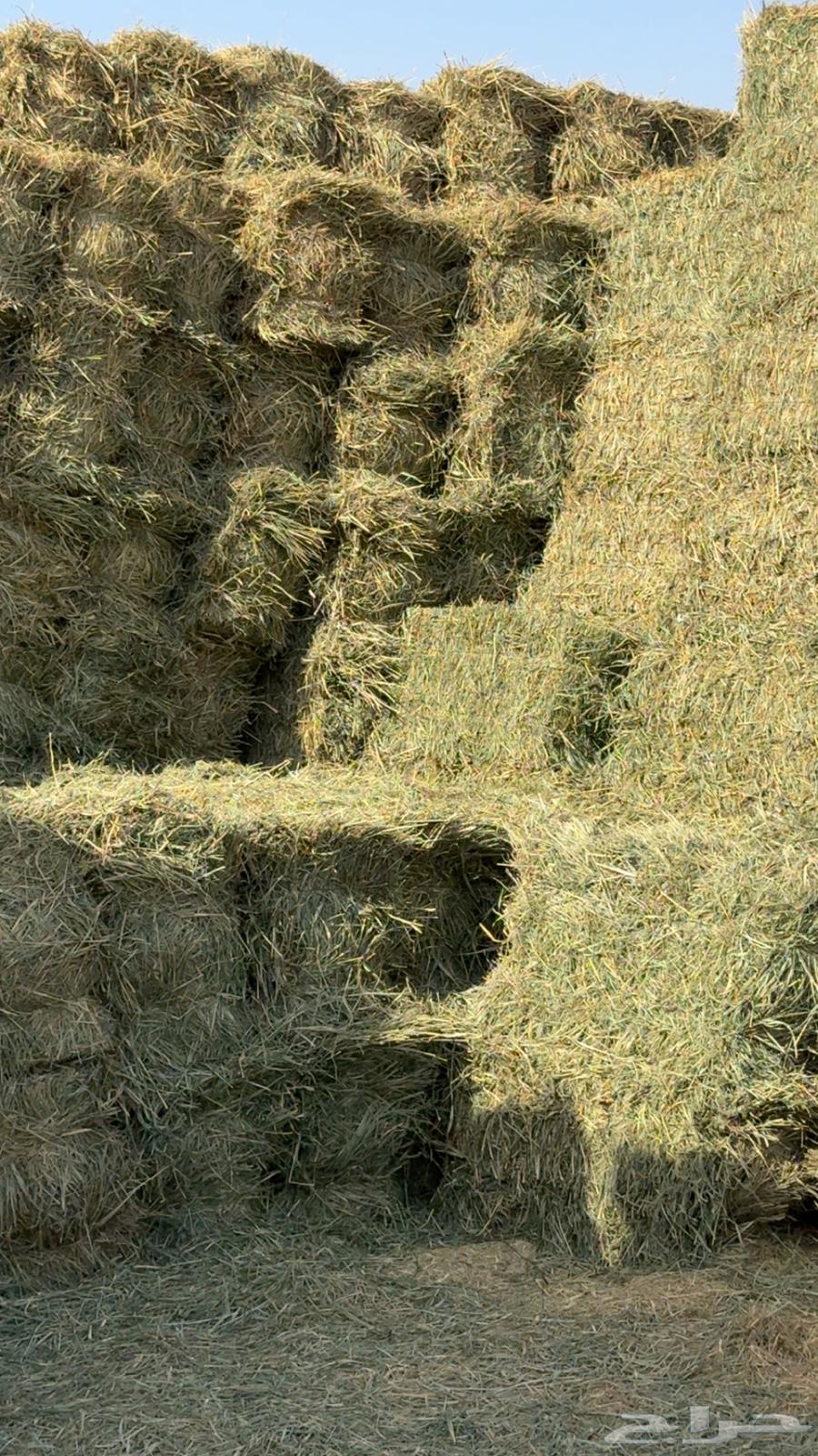 بلوبنك اعلاف مواشي64353423431809110