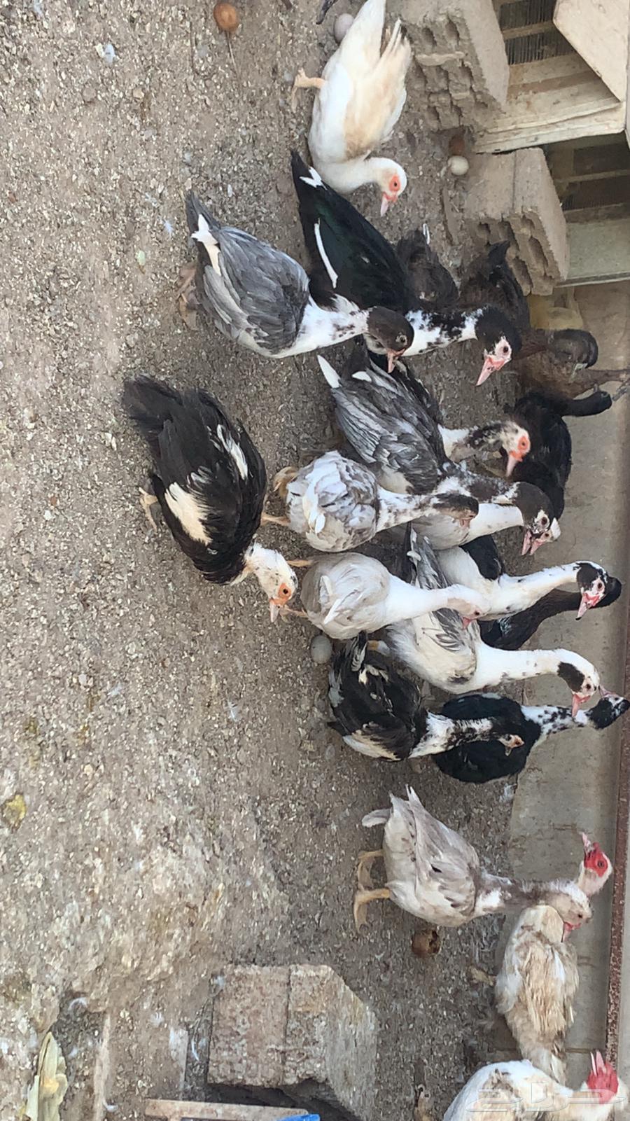 بط مصري للبيع64356369894913110