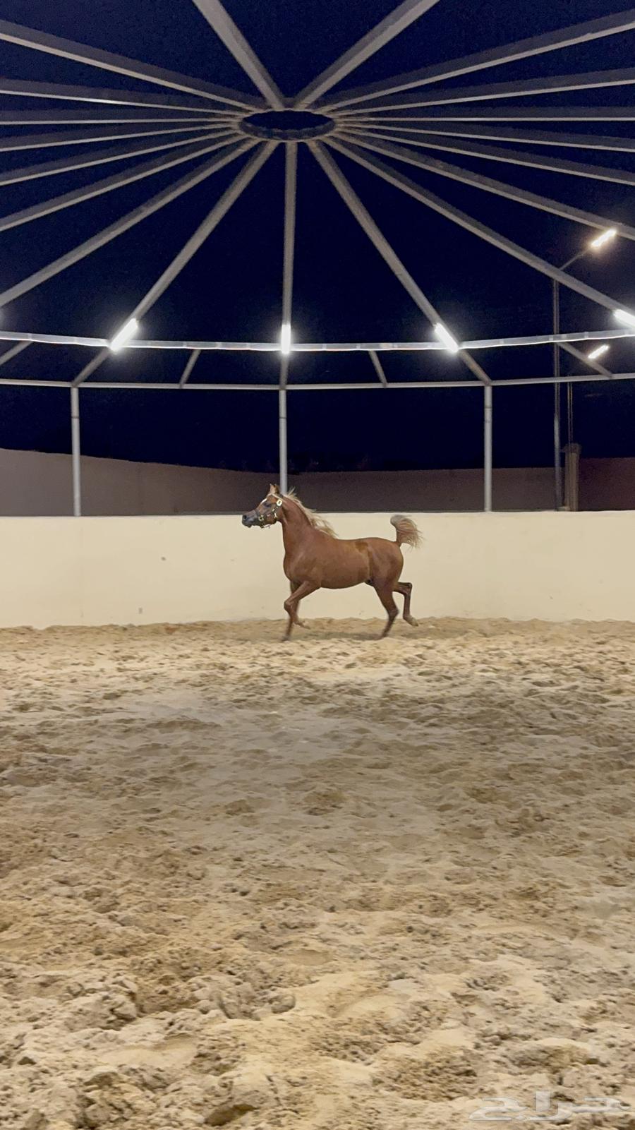 حصان واهو اشقر مذهب للبيع64359388883842110